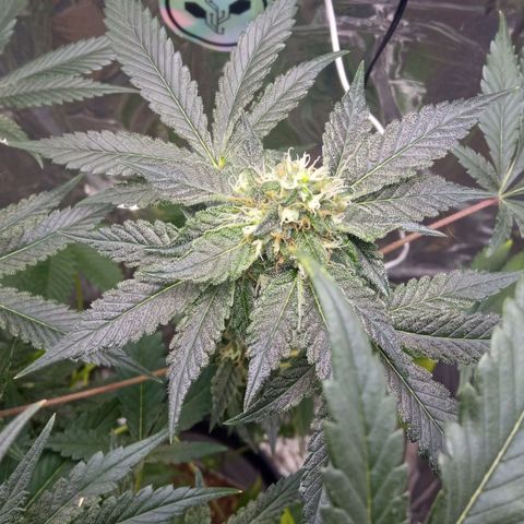 Zombie Kush growlog timeline photo