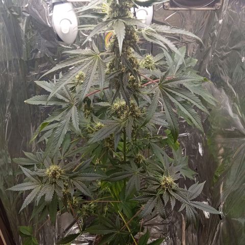 Zombie Kush growlog timeline photo