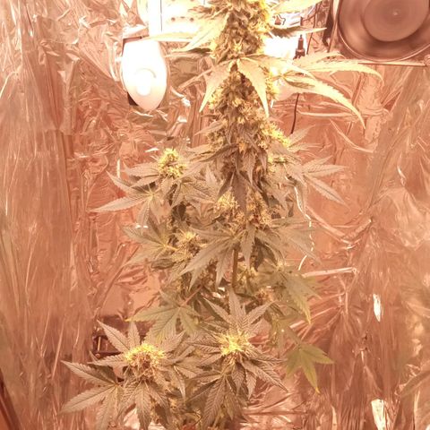 Zombie Kush growlog timeline photo