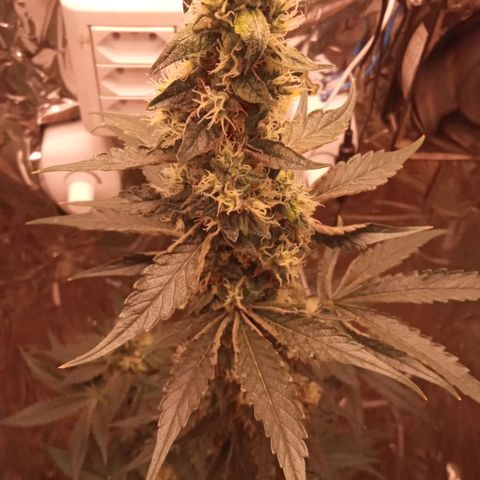 Zombie Kush growlog timeline photo