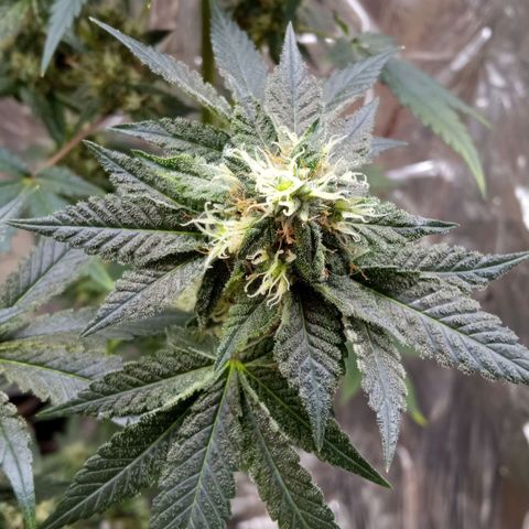 Zombie Kush growlog timeline photo