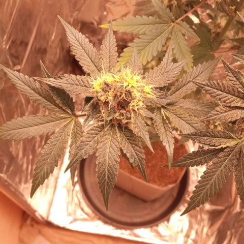 Zombie Kush growlog timeline photo