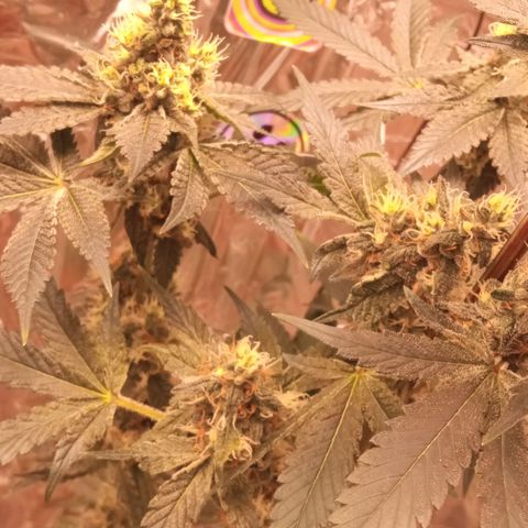 Zombie Kush growlog timeline photo