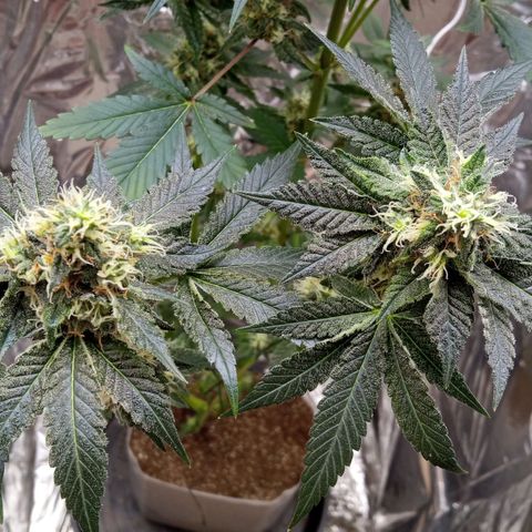 Zombie Kush growlog timeline photo