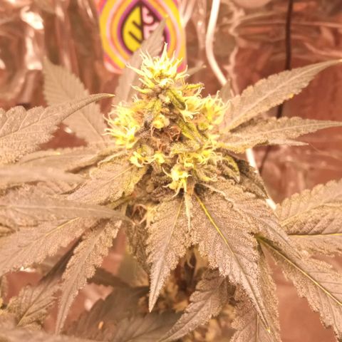 Zombie Kush growlog timeline photo