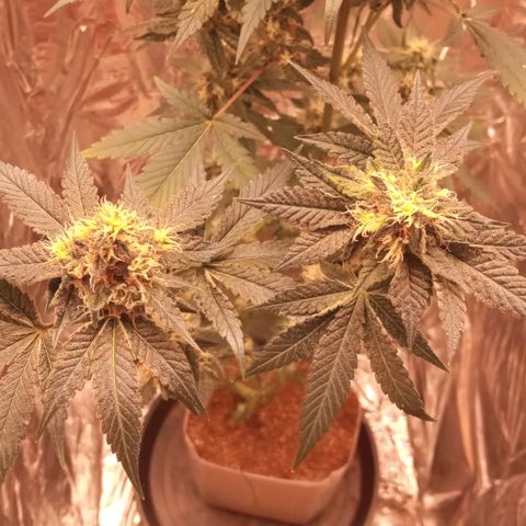 Zombie Kush growlog timeline photo