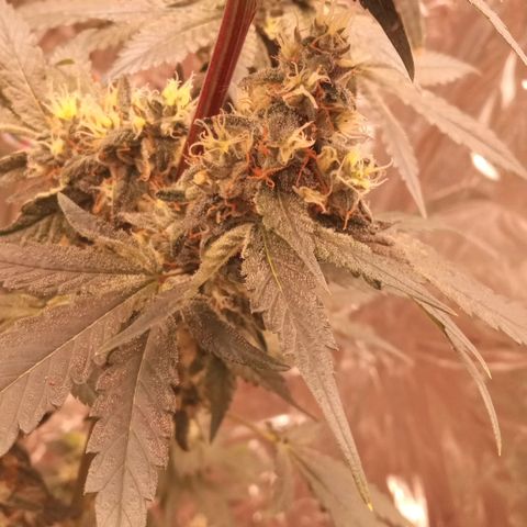 Zombie Kush growlog timeline photo