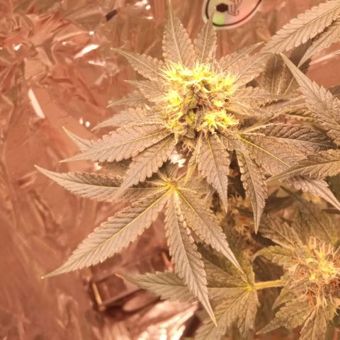 Zombie Kush growlog timeline photo