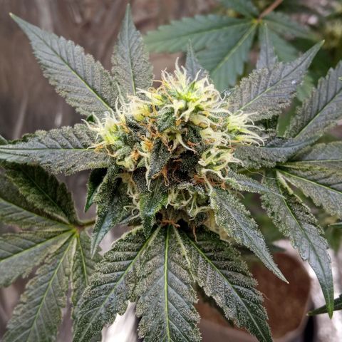 Zombie Kush growlog timeline photo