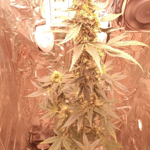 Zombie Kush growlog timeline photo