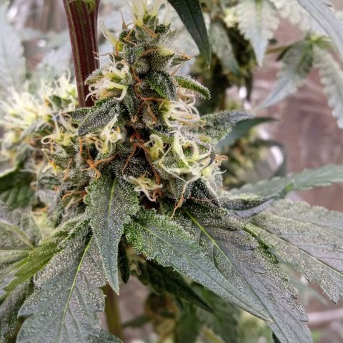 Zombie Kush growlog timeline photo
