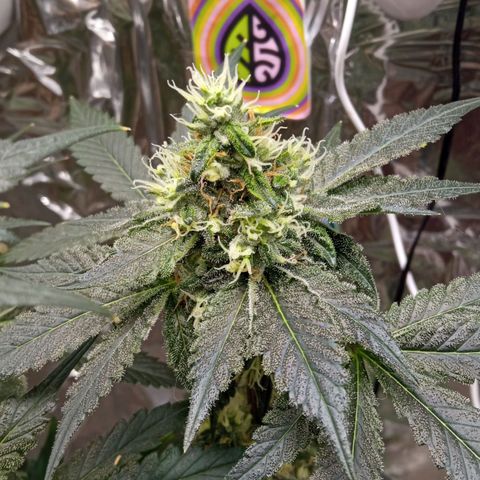 Zombie Kush growlog timeline photo
