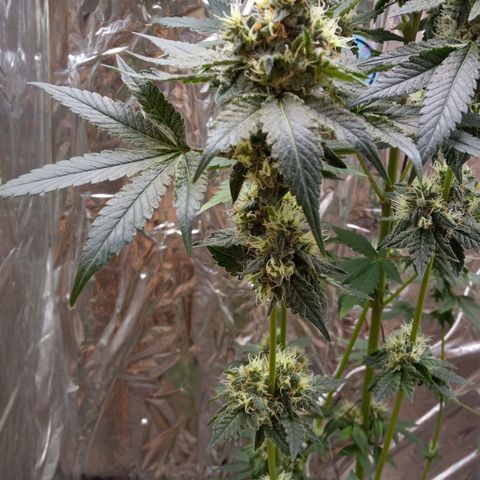 Zombie Kush growlog timeline photo
