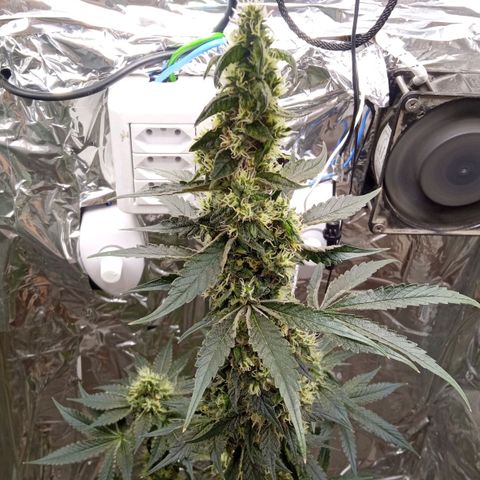 Zombie Kush growlog timeline photo