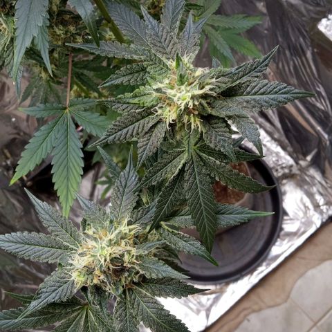 Zombie Kush growlog timeline photo