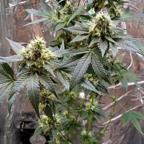Zombie Kush growlog timeline photo