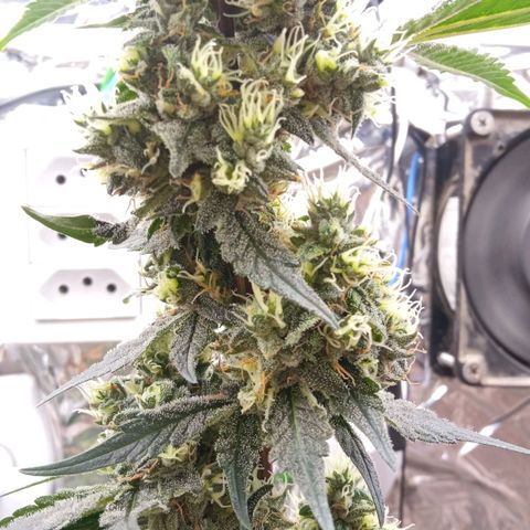 Zombie Kush growlog timeline photo