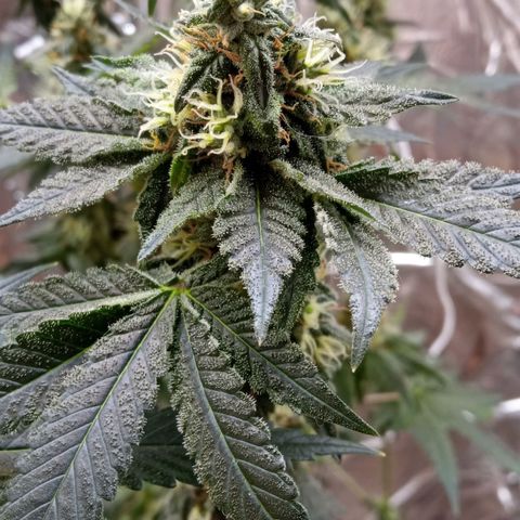 Zombie Kush growlog timeline photo
