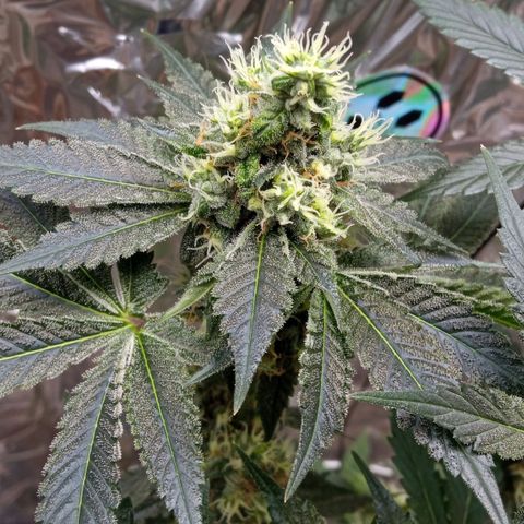 Zombie Kush growlog timeline photo