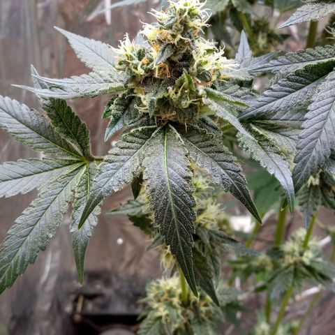 Zombie Kush growlog timeline photo