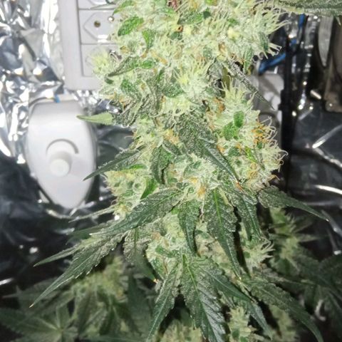 Zombie Kush growlog timeline photo