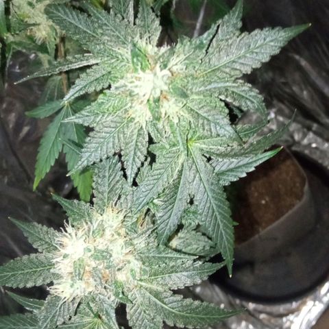 Zombie Kush growlog timeline photo