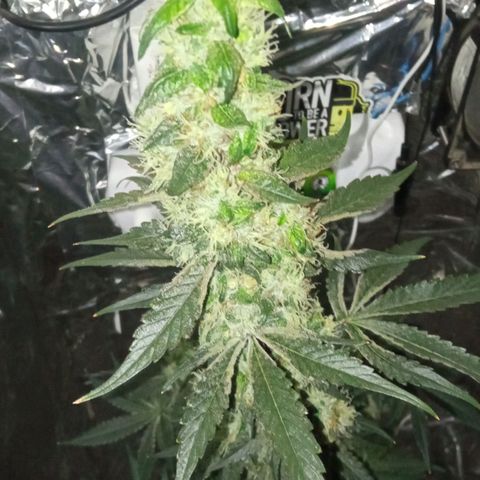 Zombie Kush growlog timeline photo