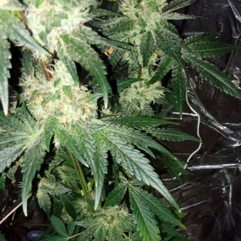Zombie Kush growlog timeline photo