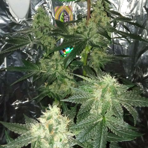 Zombie Kush growlog timeline photo