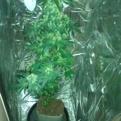 Zombie Kush growlog timeline photo