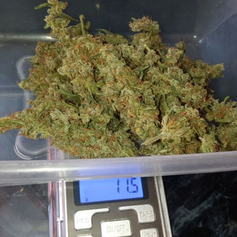 BlackberryKush growlog timeline photo
