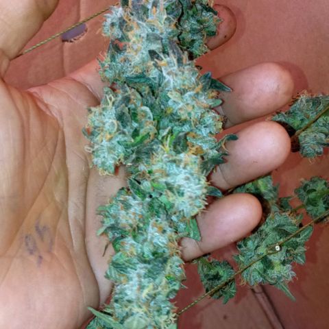 Zombie Kush growlog timeline photo