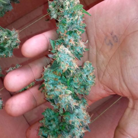 Zombie Kush growlog timeline photo