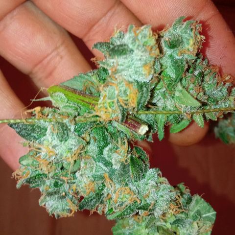 Zombie Kush growlog timeline photo