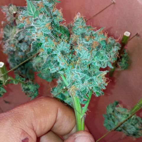 Zombie Kush growlog timeline photo