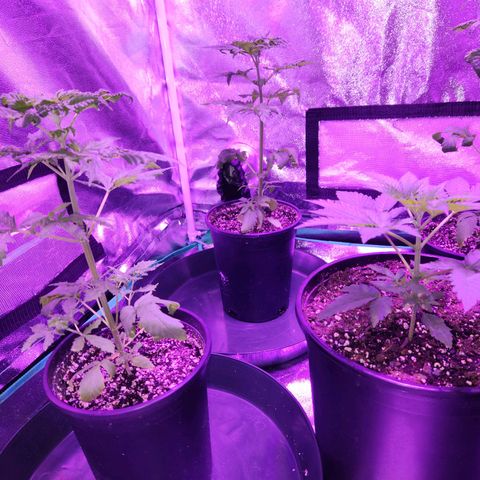 Critical 2023 #3 growlog photo: Preflush distress.