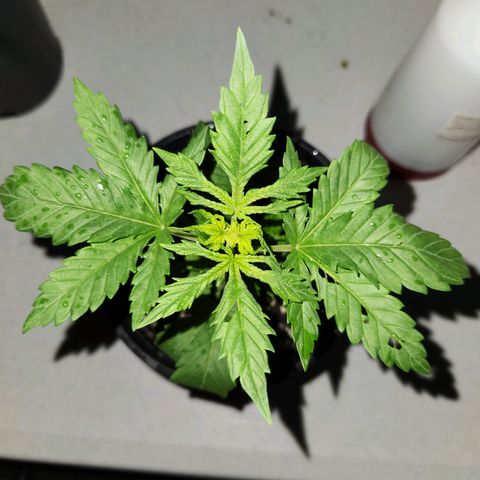 Critical 2023 #3 growlog photo: Early distressed critical