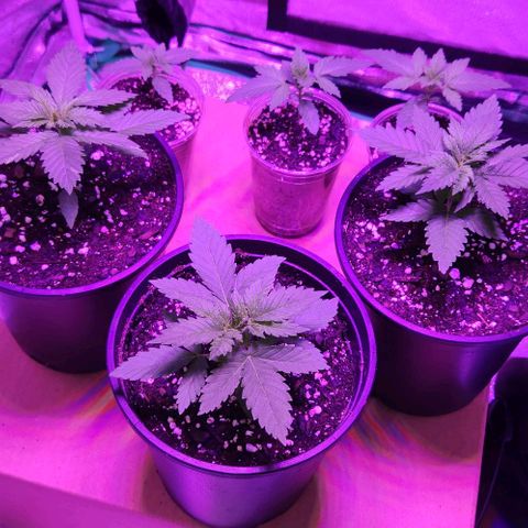 Critical 2023 #3 growlog timeline photo