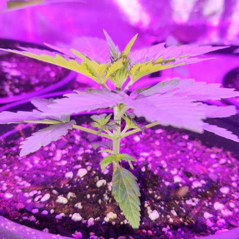 Critical 2023 #3 growlog timeline photo