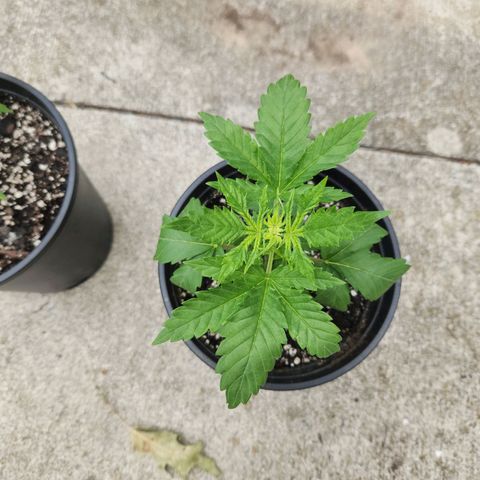 Critical 2023 #3 growlog timeline photo
