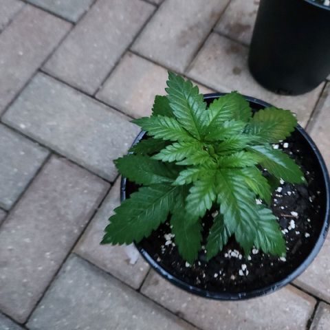 Critical 2023 #3 growlog timeline photo