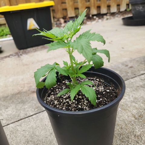 Critical 2023 #3 growlog timeline photo