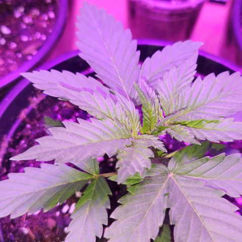 Critical 2023 #3 growlog timeline photo