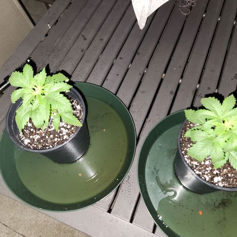 Critical 2023 #3 growlog timeline photo