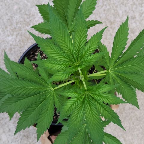 Critical 2023 #3 growlog timeline photo