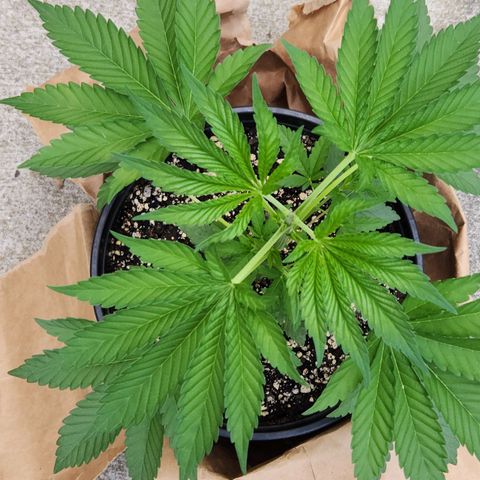Critical 2023 #3 growlog timeline photo