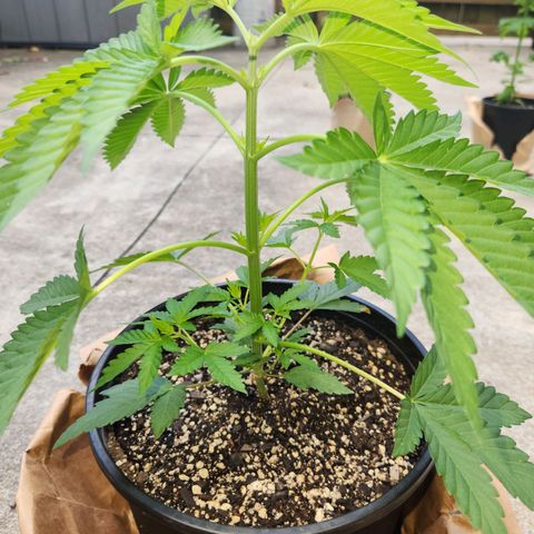 Critical 2023 #3 growlog timeline photo