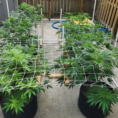 Critical 2023 #3 growlog timeline photo