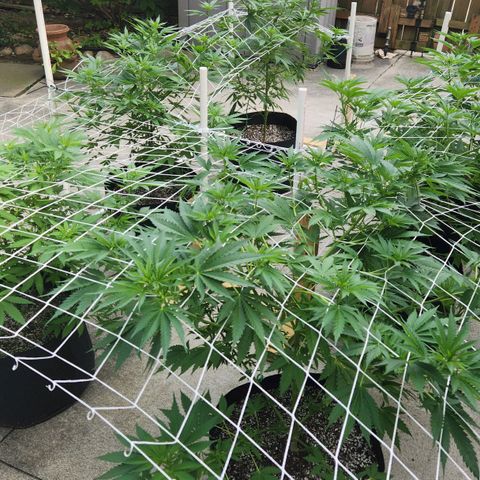 Critical 2023 #3 growlog timeline photo