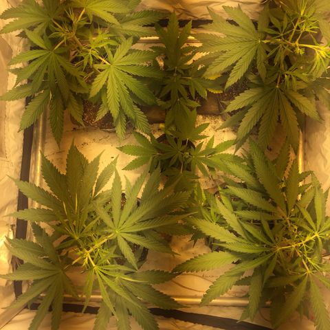 Las nenas de la jacinto growlog photo: 2do aplique oro negro